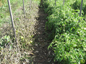 Tomatoes susceptible to late blight, on the left, contrast with tomato hybrids resistant to late blight, early blight, and septoria leaf spot.