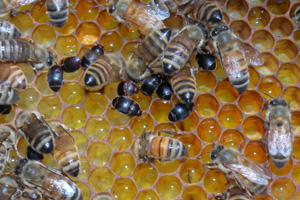 Small hive beetle among honey bees.