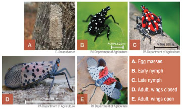 Spotted lanternfly images