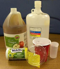 Traps for spotted wing drosophila can be made from household items such as vinegar, grape juice, and plastic cups.