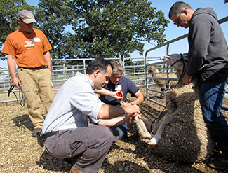 The New England Small Ruminant Working Group