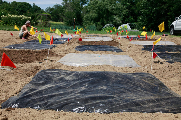 Tarping and soil solarization in the field