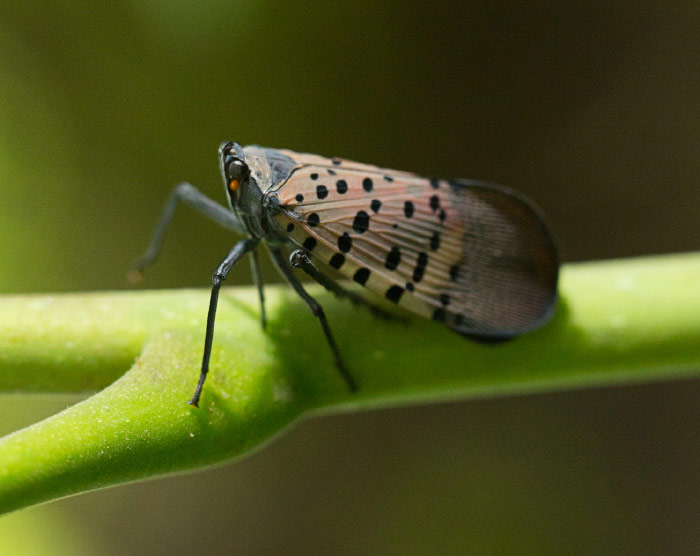 Spotted lanternfly adult