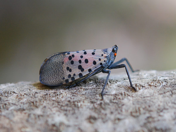 Spotted lanternfly in Pennsylvania