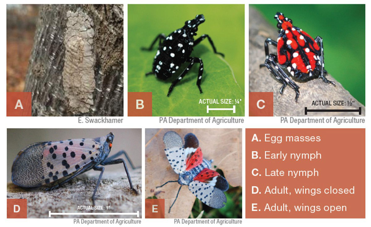 Life stages of spotted lanternfly: egg masses, early nymph, late nymph, and adults