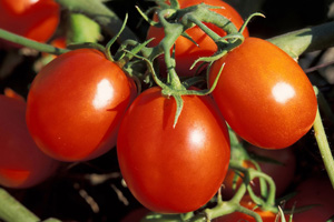 Ripe tomatoes in the field.