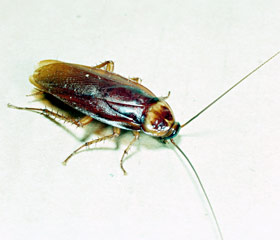 American cockroach
