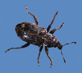 annual bluegrass weevil adult