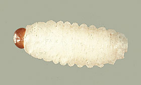 annual bluegrass weevil larva