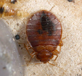 Bed bug adult