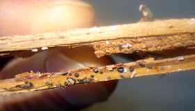 Bed bug eggs and fecal matter on carpet tack strip