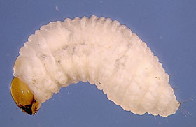 Billbug larva