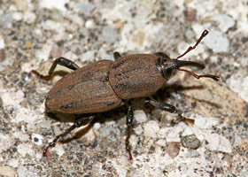 billbug adult