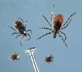 Blacklegged ticks, life stages