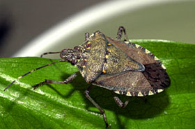 Brown marmorated stink bug