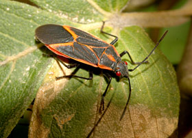 Boxelder bug