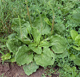 Broadleaf plantain, greater plantain