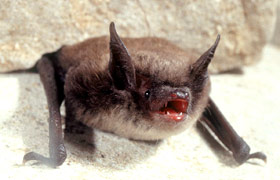 Little brown bat