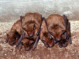 big brown bat