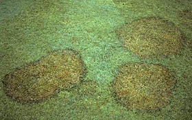 Symptoms of brown patch on creeping bentgrass putting green; note dark rings around periphery of patch (smoke rings)
