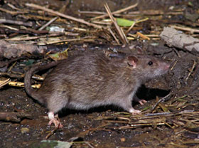 Brown (Norway) rat