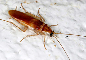 Brownbanded cockroach