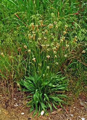 buckhorn plantain