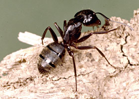 Carpenter ant