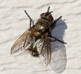 Cluster fly