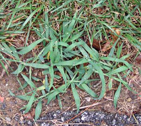 Crabgrass