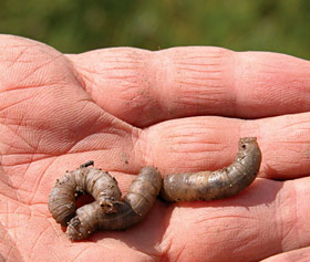 European crane fly larvae