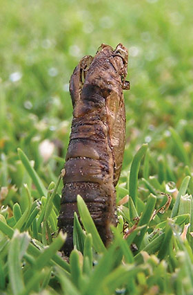 European crane fly pupa