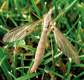 European crane fly adult