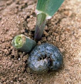 Black cutworm