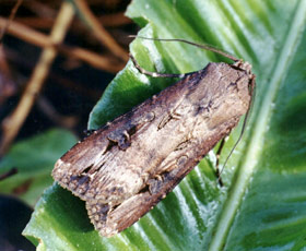 black cutworm adult