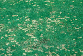 Dollar spot