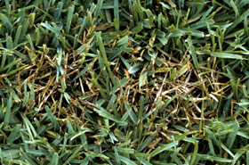 dollar spot symptoms