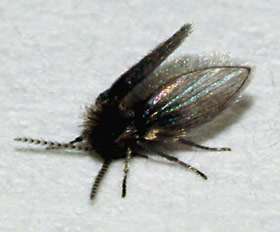 drain fly