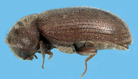 Drugstore beetle