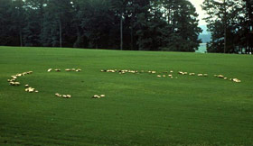 Fairy ring