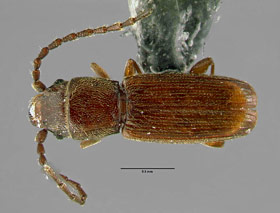 Flat grain beetle