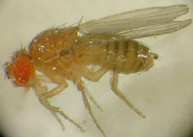 Fruit fly