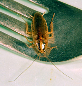 German cockroach