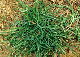 goosegrass