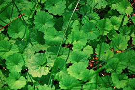 ground ivy plants