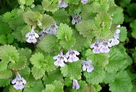 ground ivy flowers