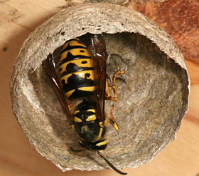 German yellowjacket