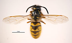 Common yellowjacket