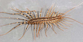 house centipede