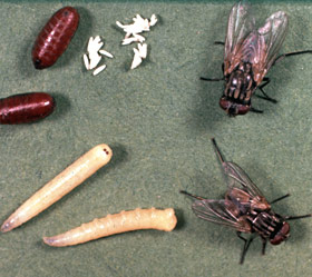 House flies, life cycle